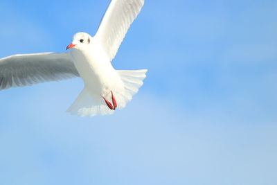 Low angle view of seagull flying against clear blue sky