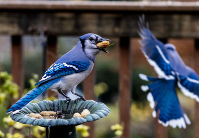 Bluejay on the fountain with a peanut