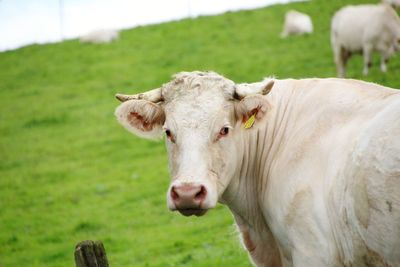 Portrait of cow on field