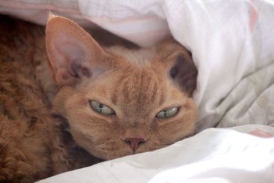 Close-up of a devon rex cat in bed
