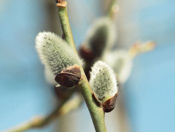 Close-up of flower buds growing outdoors