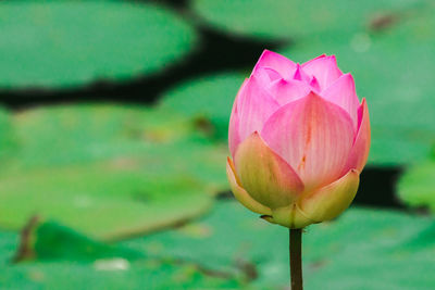 Close-up of pink water lily