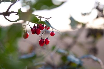 fruit