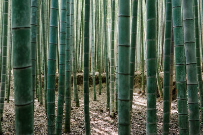 Detail shot of bamboo plants