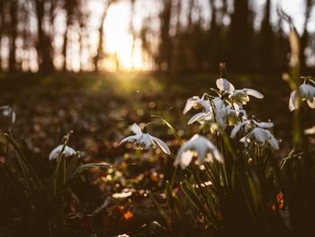 Close-up of white flowering plants on field