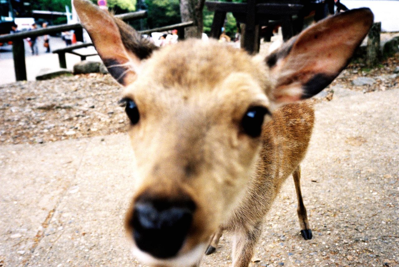 animal themes, mammal, domestic animals, one animal, dog, portrait, livestock, standing, looking at camera, pets, brown, field, animal head, day, close-up, outdoors, focus on foreground, zoology, sunlight, herbivorous