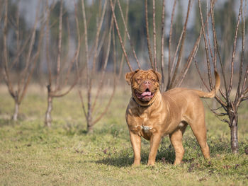 Dog mastiff standing on field