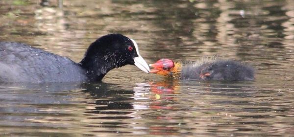 Duck swimming in lake