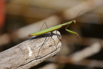 Close-up of praying mantis on bamboo