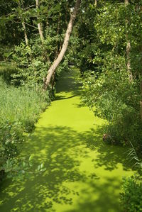 Scenic view of lake in forest