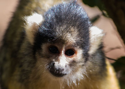 Close-up portrait of an animal