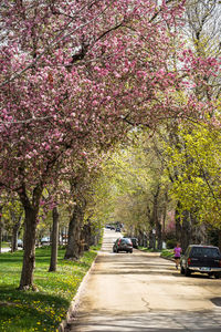 Road passing through trees