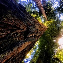 Low angle view of tree in forest