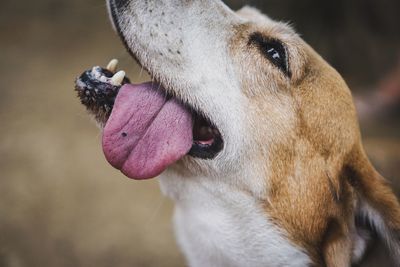 Close-up of dog sticking out tongue