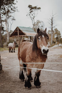 Portrait of horse in ranch