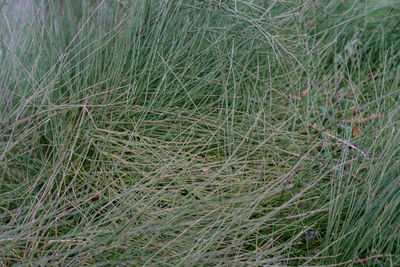 High angle view of grass on field