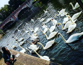 High angle view of swan swimming in water
