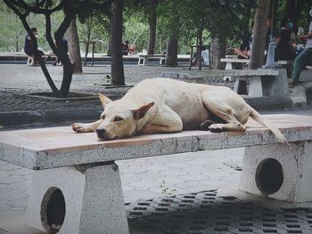 Dog on footpath by street in city