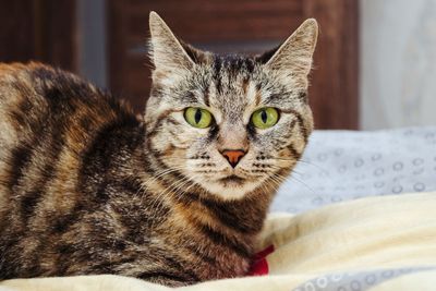 Close-up portrait of tabby cat