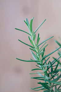 Close-up of rosemary potted plant