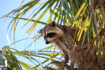 Close-up of squirrel on tree