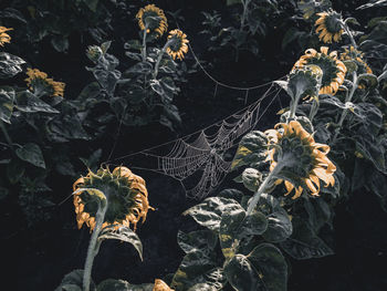 Close-up of wilted spider web on plant