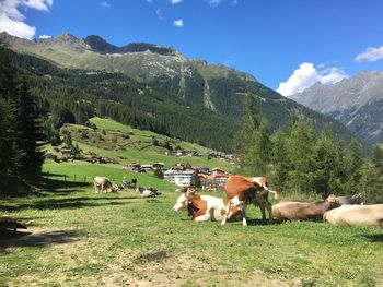 Cows grazing in a field