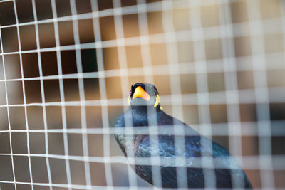 Close-up of bird in cage