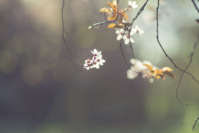 Close-up of white cherry blossom tree