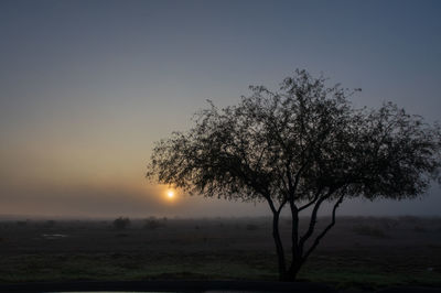 Silhouette tree on field against sky during sunset