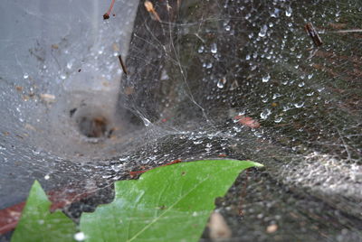 Close-up of wet spider web on leaves