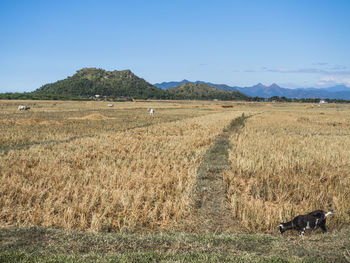 Scenic view of field against clear blue sky