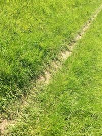 High angle view of grassy field