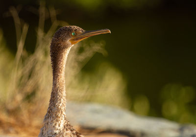 Close-up of bird looking away