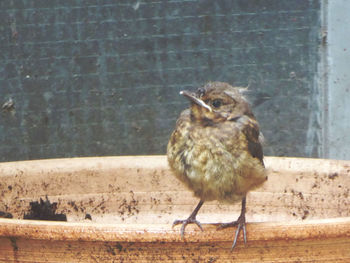 Close-up of young bird against wall