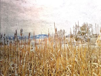 Plants growing on field