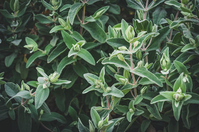 High angle view of plants growing on land