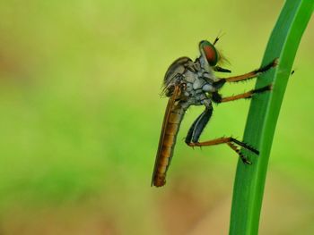 Close-up of insect on leaf