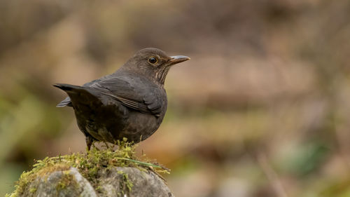 Close-up of bird perching