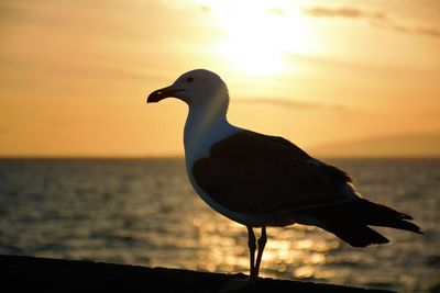 Seagull perching on a sea