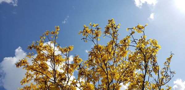 Low angle view of flowering plant against sky