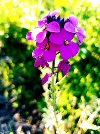 Close-up of purple flowers