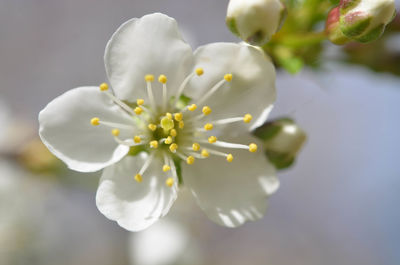 Close-up of fresh flower tree