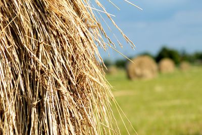 Close-up of hay bales on field