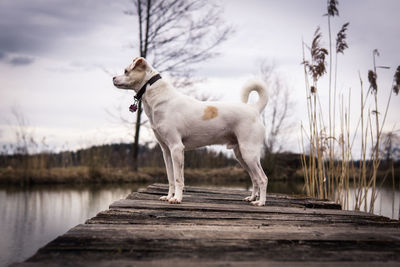 Dog standing in a lake