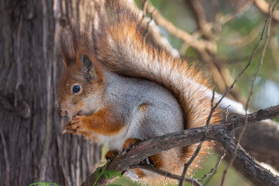 Close-up of squirrel