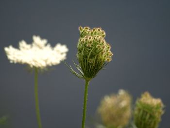 Close-up of flowering plant on field