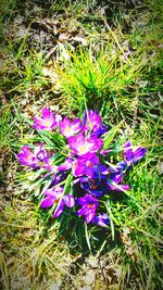 Close-up of purple flowers blooming in field