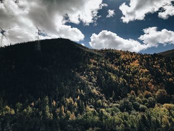 Scenic view of forest against sky