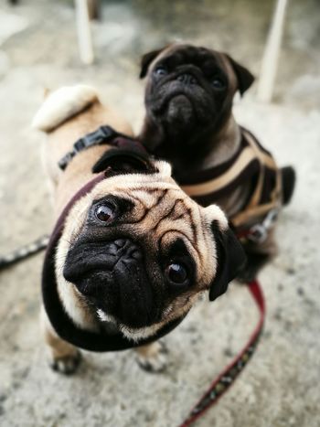 High angle portrait of pugs